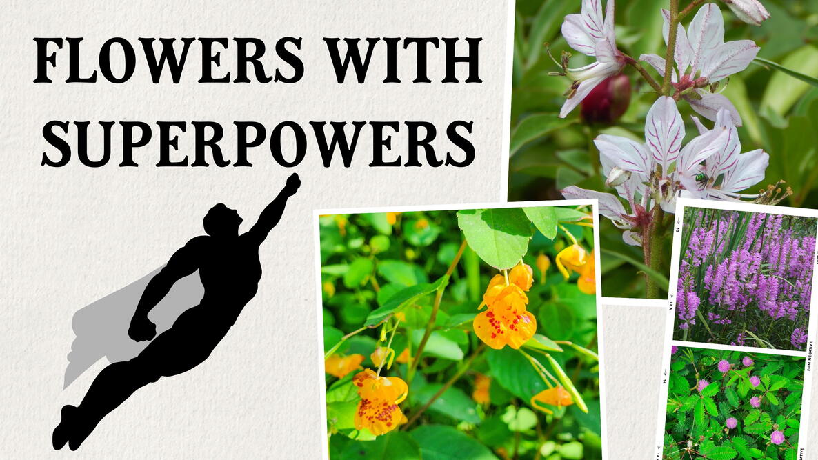 Flowers That Do Things: Nature’s Wildest Plant Tricks | The Old Farmer ...